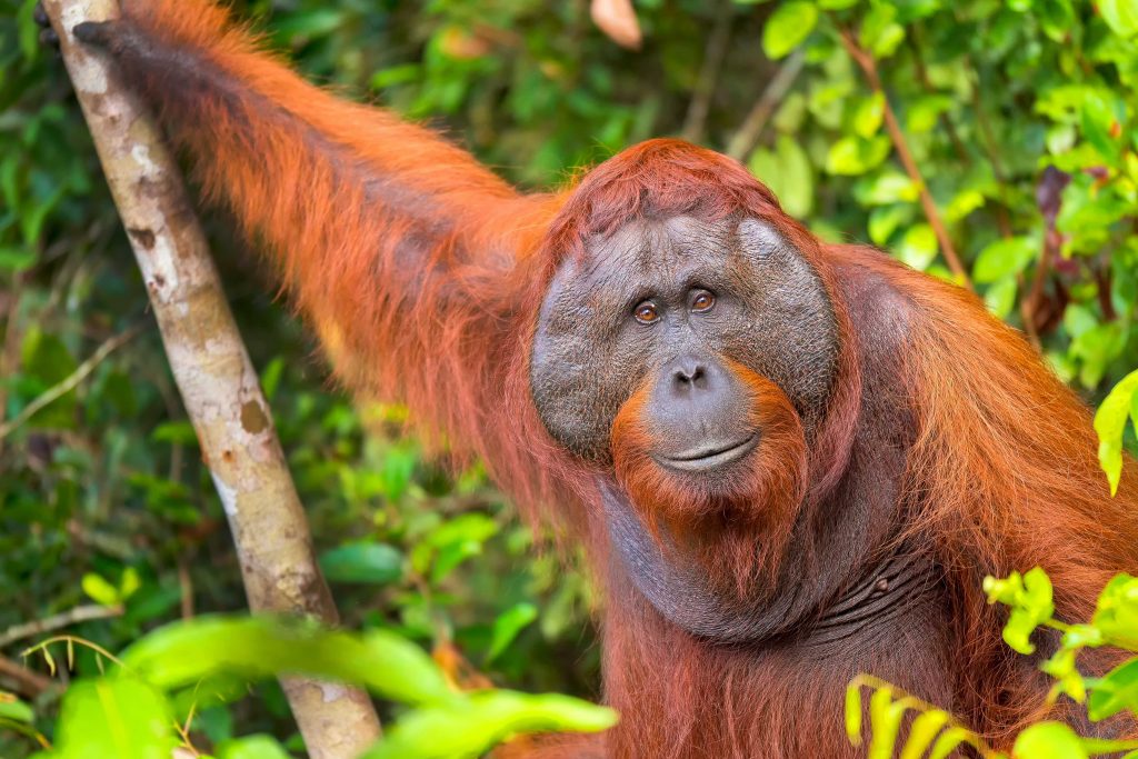 Borneo rainforest landscape and wildlife environment in Malaysia