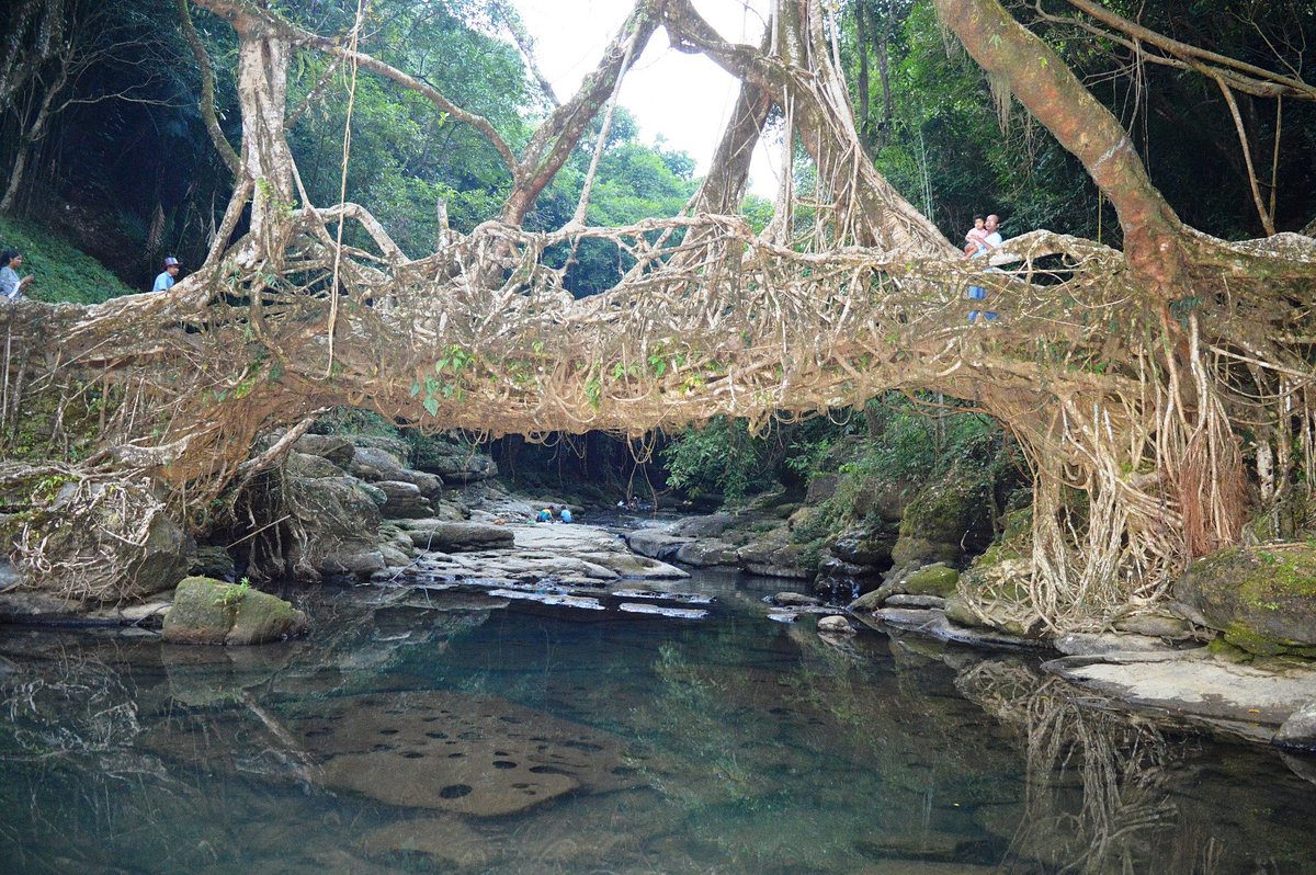 Forest trail approach to living root bridge in Meghalaya