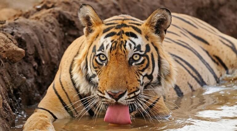 Jim Corbett National Park with tiger in natural habitat