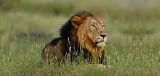 Asiatic lion in Gir National Park natural habitat