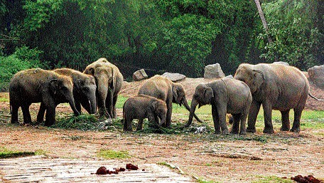 Wild elephant in Sathyamangalam Wildlife Sanctuary forest habitat