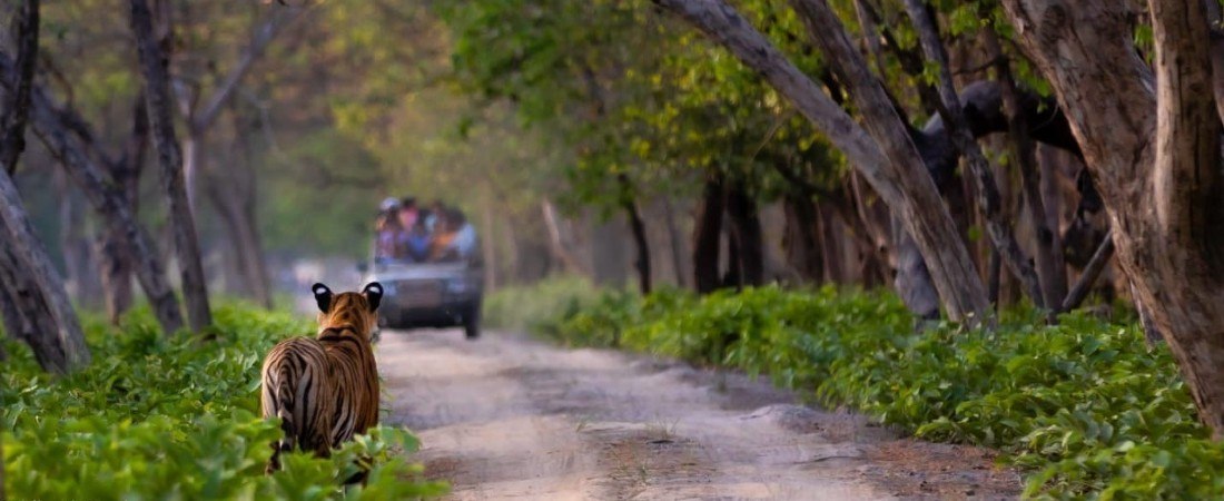 Rainy green road landscape during monsoon near Indore