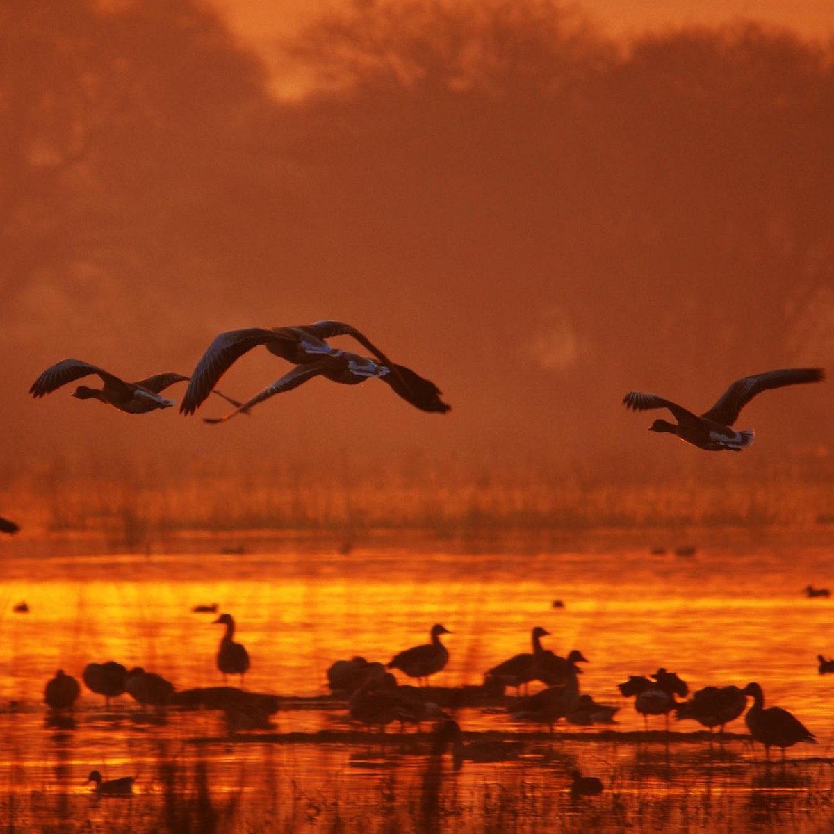 Wetland birding landscape near Panipat at Sultanpur sanctuary
