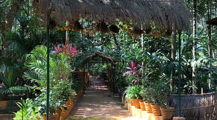 Spice plantation in Ponda Goa