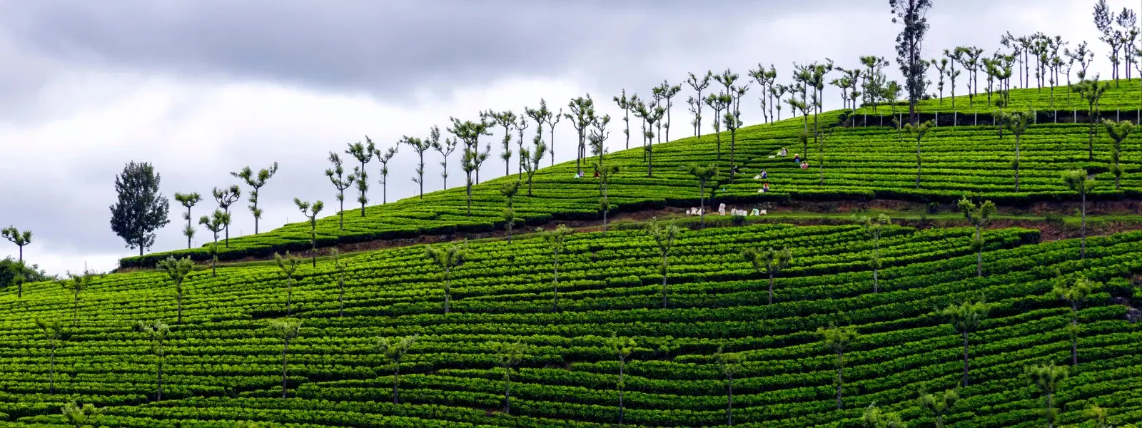 Coorg Coffee Plantation Summer