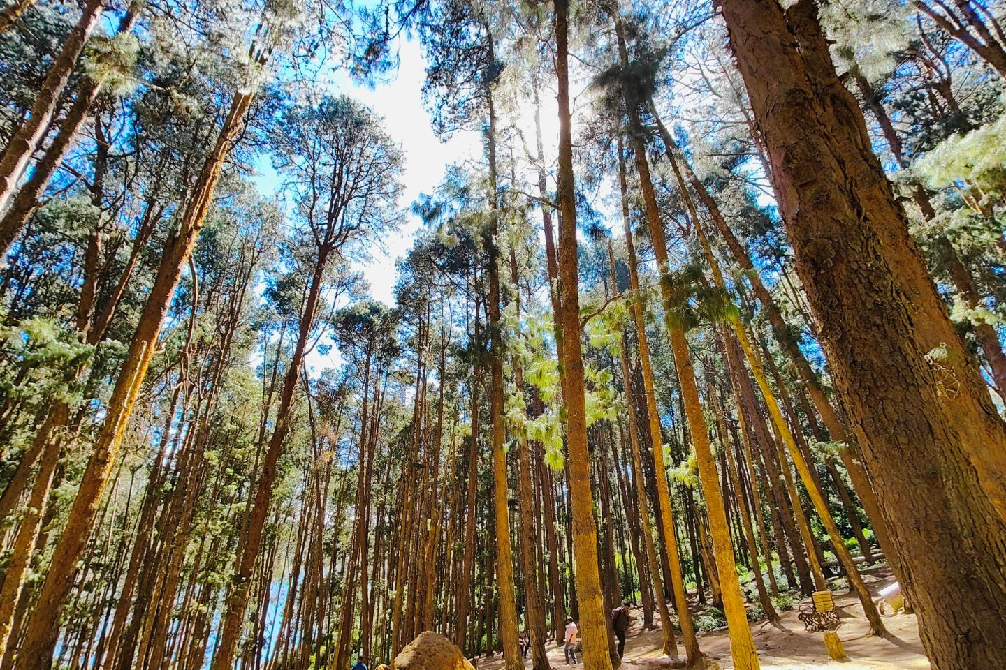 Mystical pine forest of Vagamon with sunlight filtering through tall trees