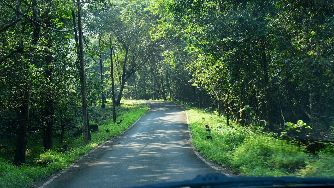 Forest safari road inside Wayanad Wildlife Sanctuary