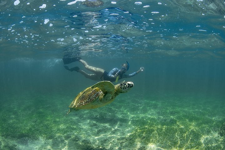 Travelers snorkeling in shallow reef zone at Polhena