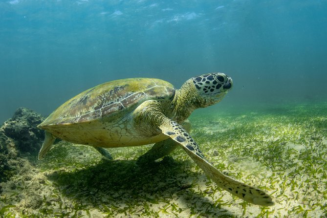 Sea turtle swimming near reef at Polhena Beach