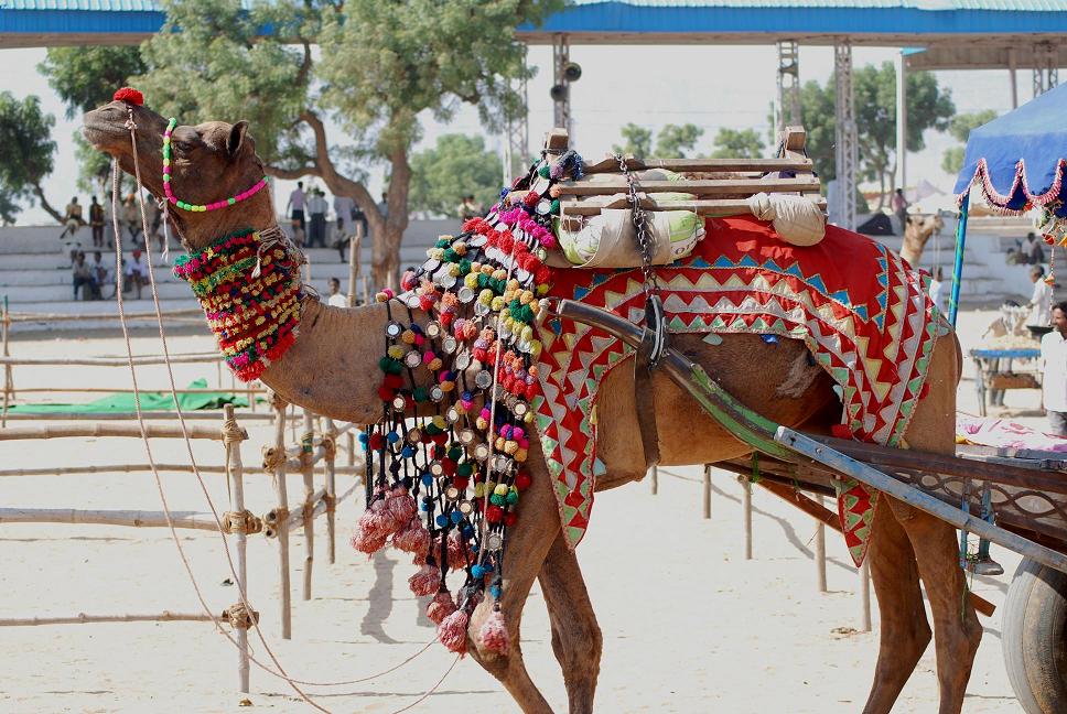 Camel activity area during Pushkar Mela Rajasthan