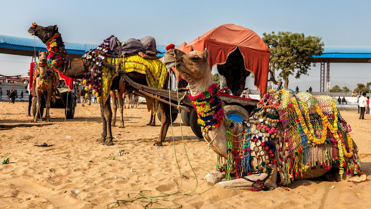 Camel trading at Pushkar Fair