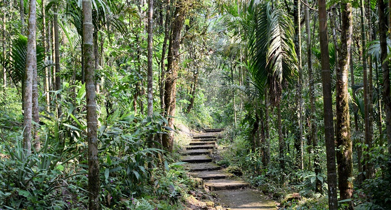Trek trail towards Rainbow Falls Meghalaya
