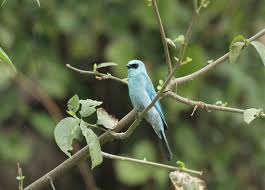 Birds in Rajaji National Park
