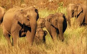 Elephant herd in Rajaji National Park