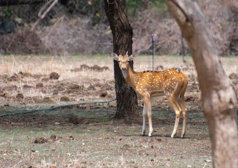 Spotted deer at Ralamandal Wildlife Sanctuary