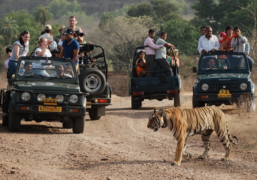 Tiger safari in Ranthambore National Park