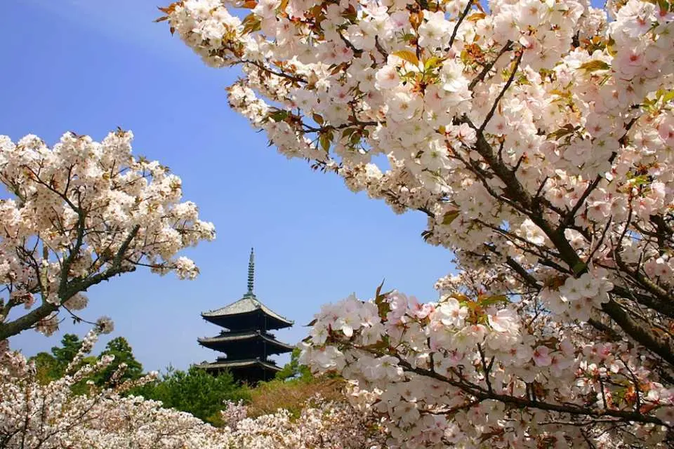 Ryoan-ji Temple in spring with cherry blossoms
