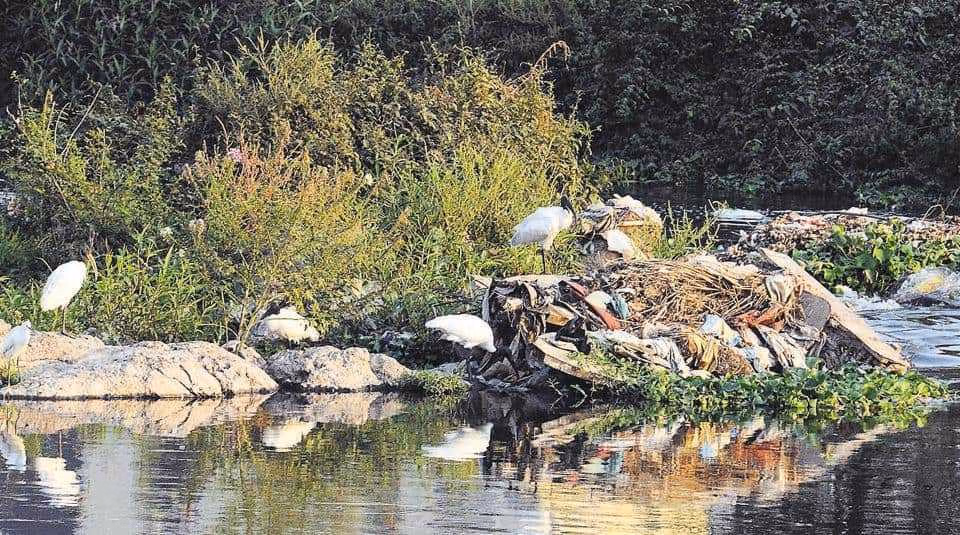 Wetland viewing area in Salim Ali Park Srinagar