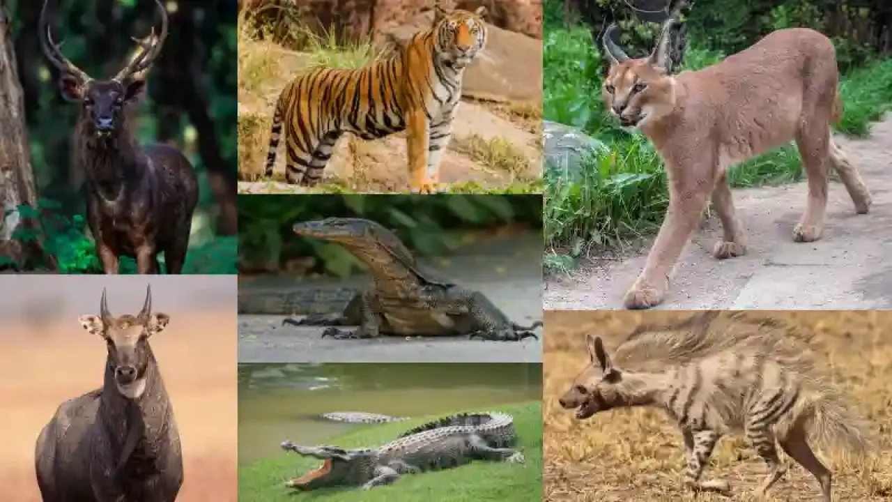 Wildlife at Sariska