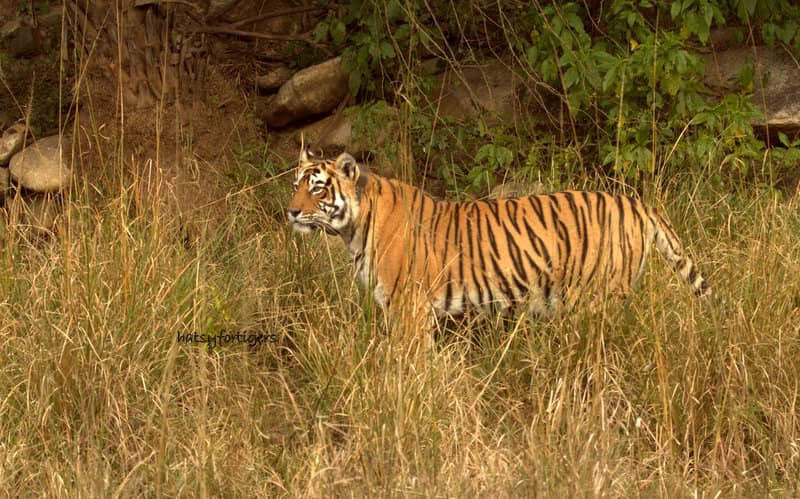 Tiger in Sariska Tiger Reserve