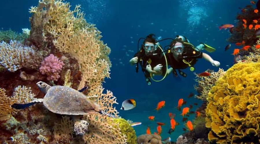 Marine life sightings while scuba diving in Andaman