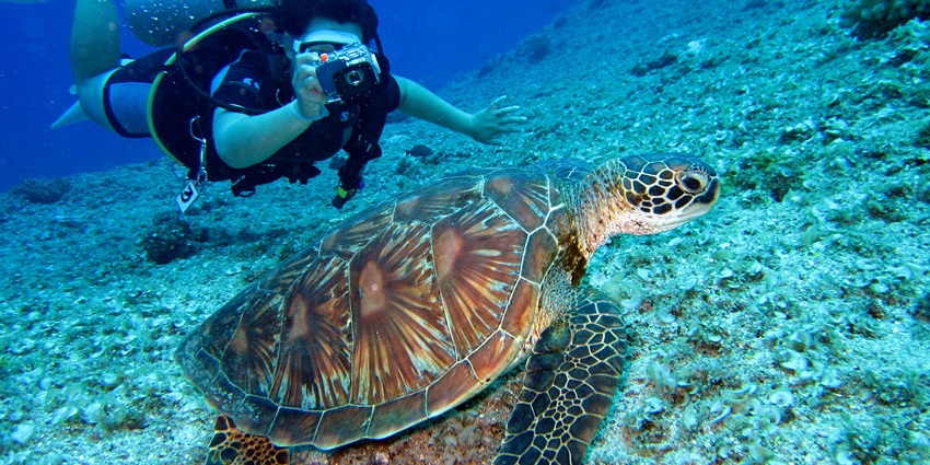 Best season and scuba diving spots planning in Goa