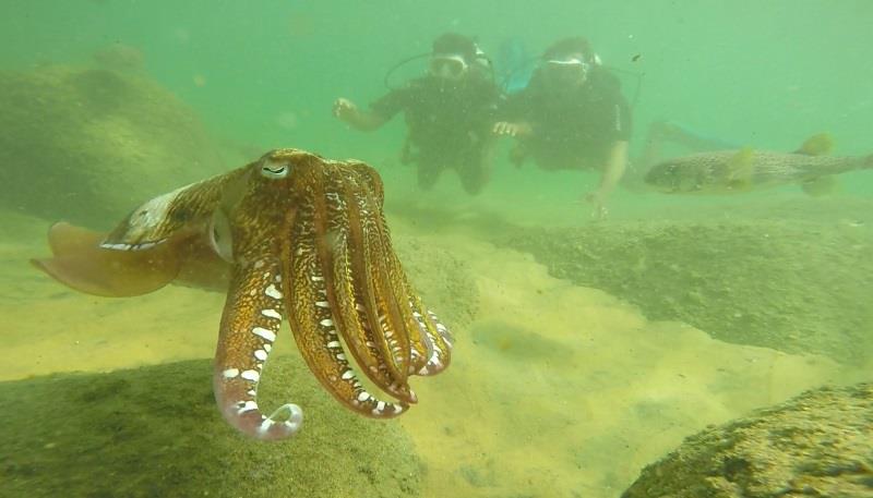 Marine life in Kerala