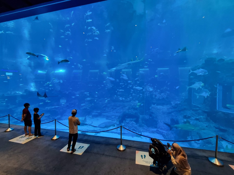 Large marine tank display in aquarium