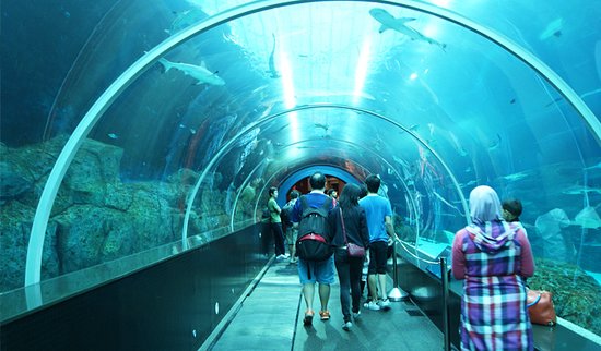 Panoramic underwater viewing tunnel experience