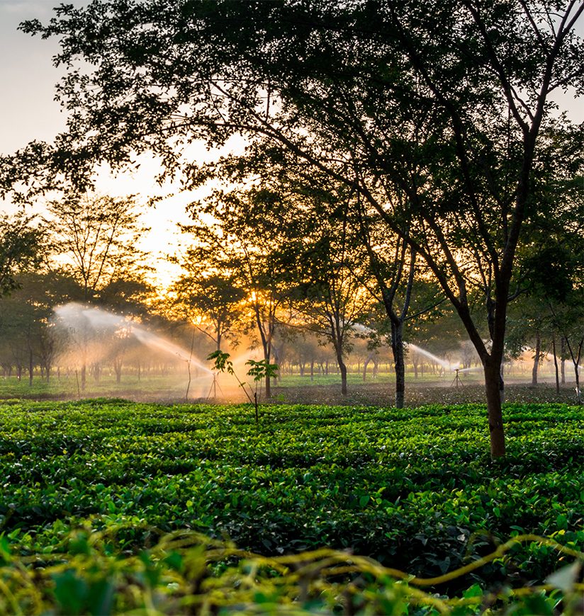 Assam tea gardens near Dibrugarh showing lush green plantations