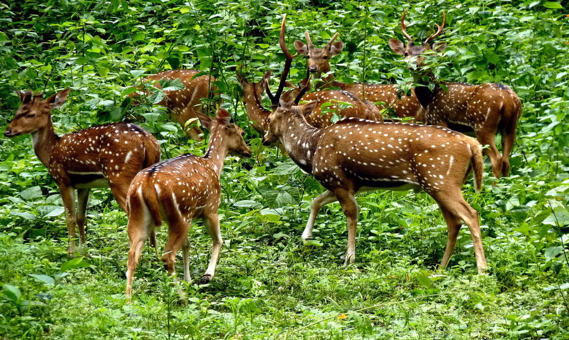 Wildlife habitat in Silent Valley Kerala