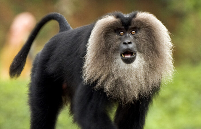 Lion-tailed macaque in Silent Valley rainforest canopy