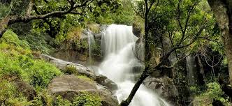 Dense evergreen rainforest of Silent Valley National Park