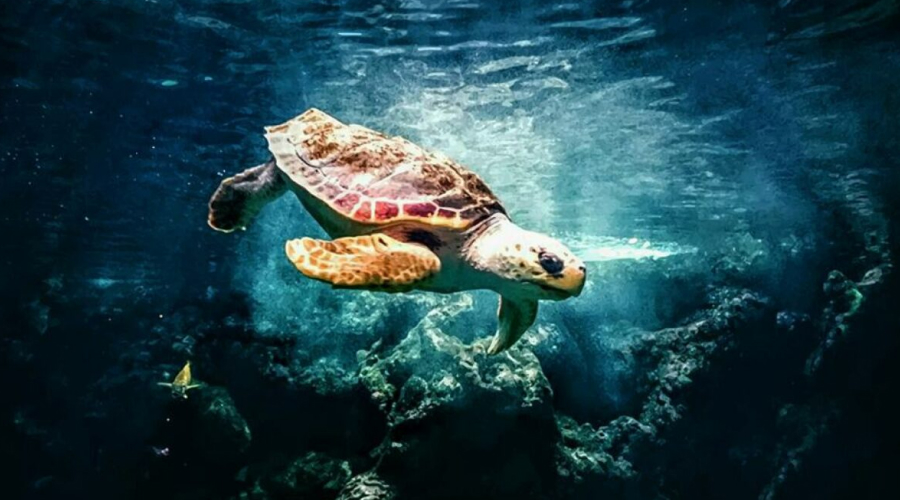 Sea turtle while snorkeling in Andaman