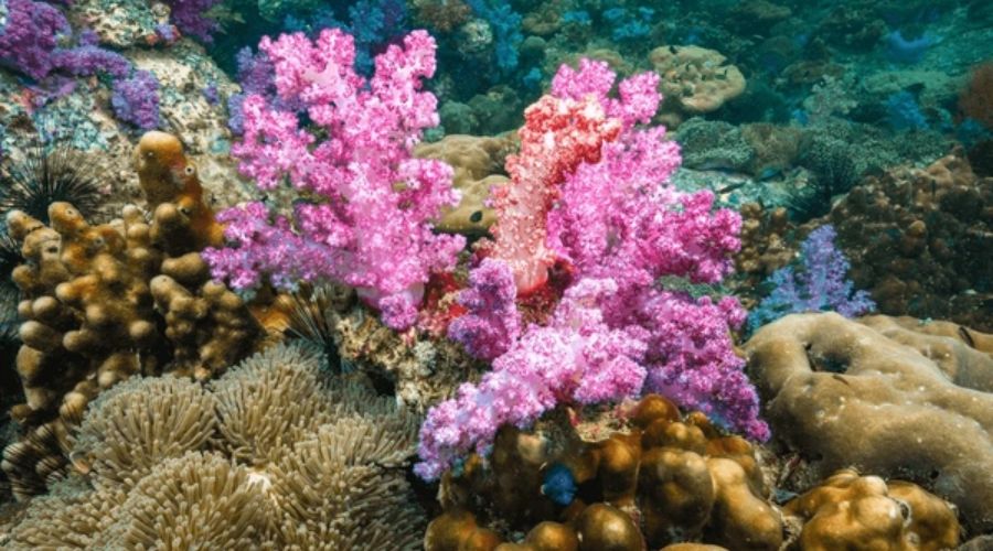Vibrant coral reefs while snorkeling in Andaman