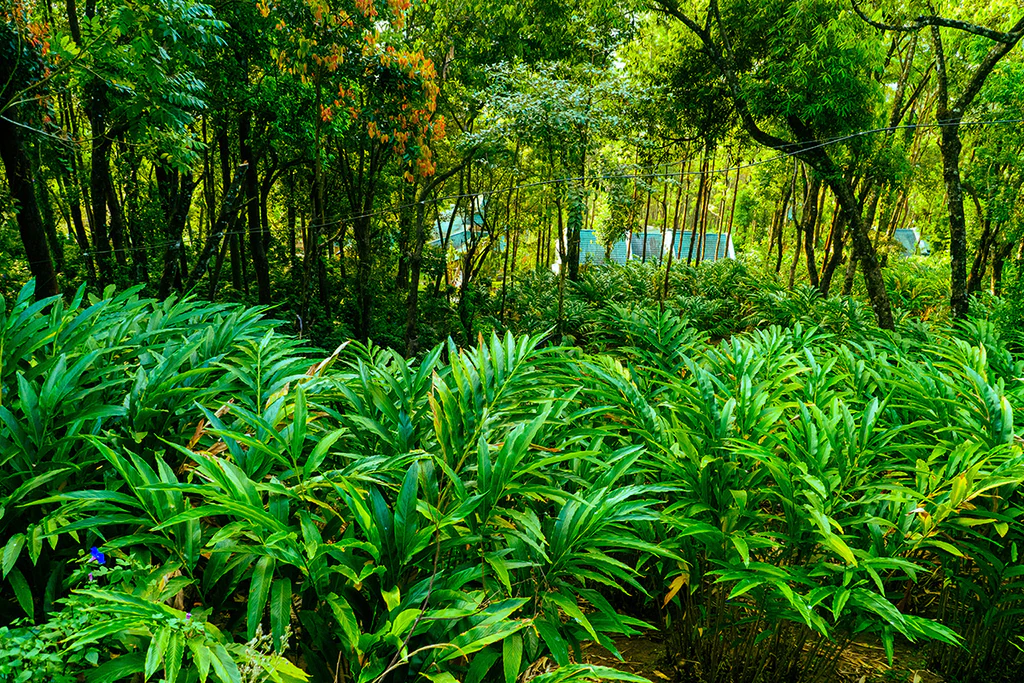 Cardamom plant in Kerala spice plantation