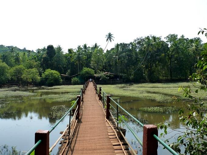Guided walk in a Kerala spice plantation