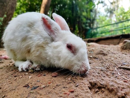 Various wildlife animals at Sundarvan Nature Discovery Center in Ahmedabad