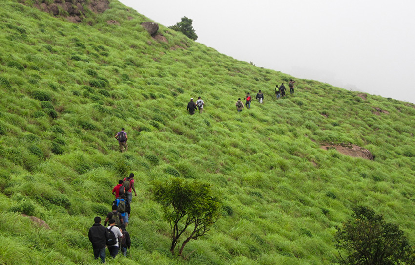 Trail entry section for Tadiandamol peak in Coorg