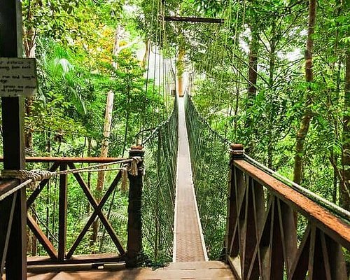 Canopy walkway and guided activities in Taman Negara Malaysia