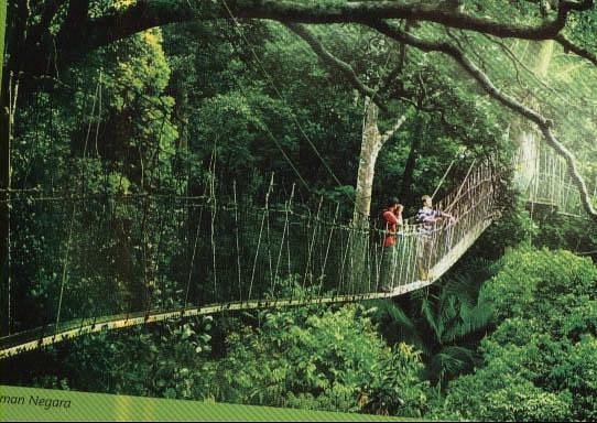 Best season to visit Taman Negara for trekking and wildlife
