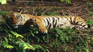 Rainforest biodiversity and wildlife spotting in Taman Negara