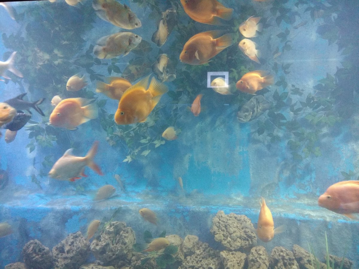 Marine fish display at Taraporewala Aquarium