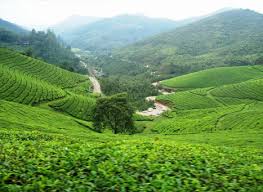 Kannan Devan Tea Plantations Munnar