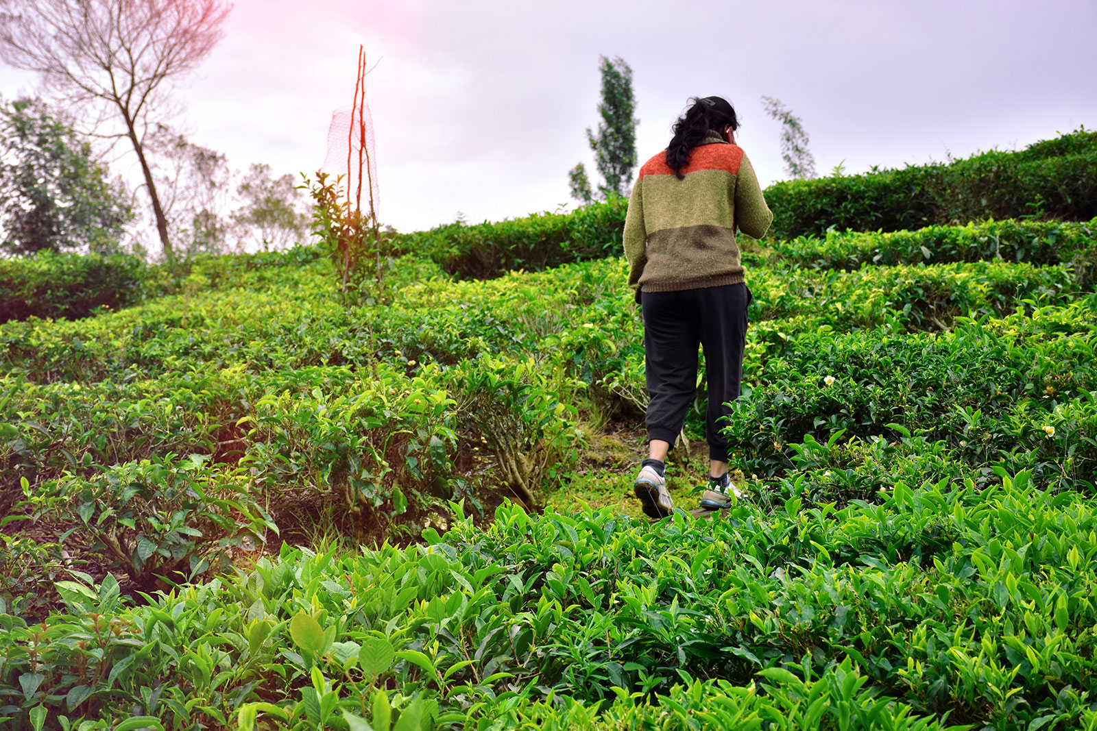 Walking through tea plantations in Munnar
