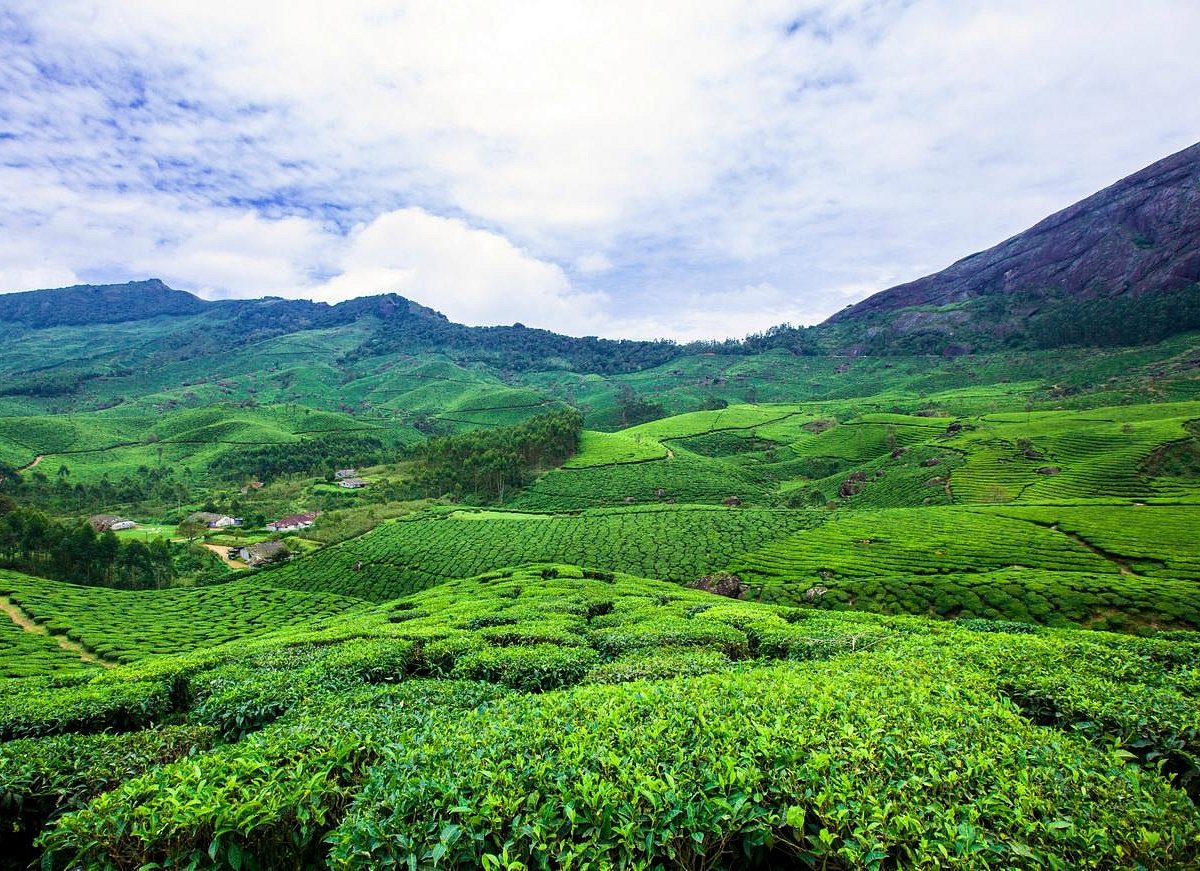 Rolling tea plantations in Munnar Kerala