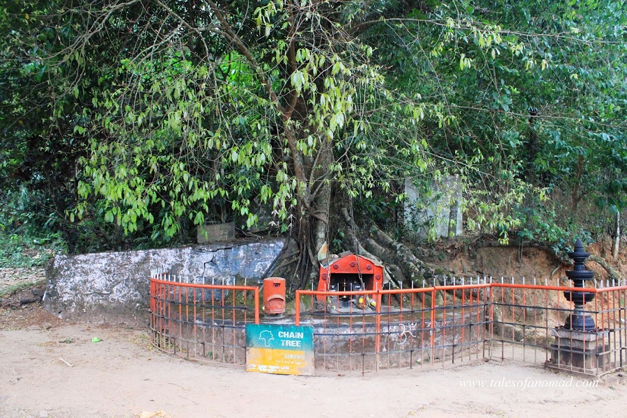 Iron chain fixed to the ficus tree in Wayanad