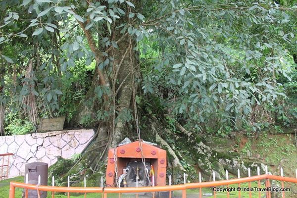 The Chain Tree near Lakkidi in Wayanad