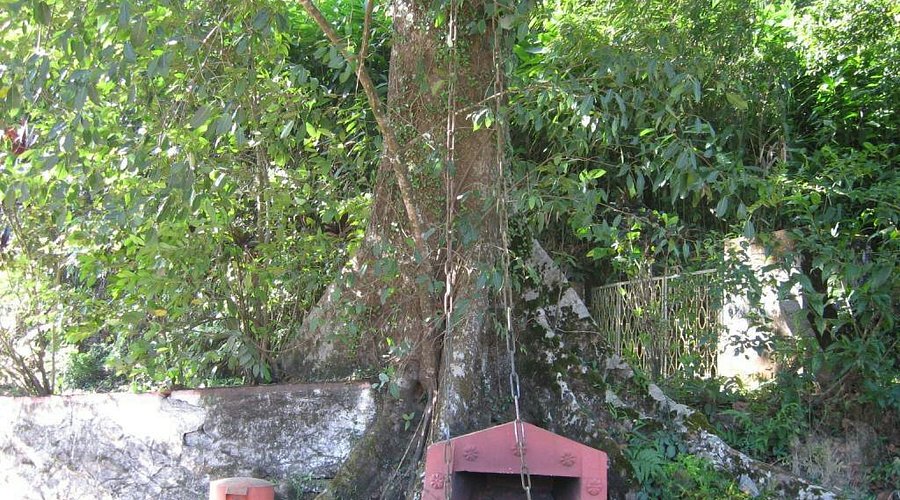 Wide angle shot of Chain Tree on the Wayanad ghat route