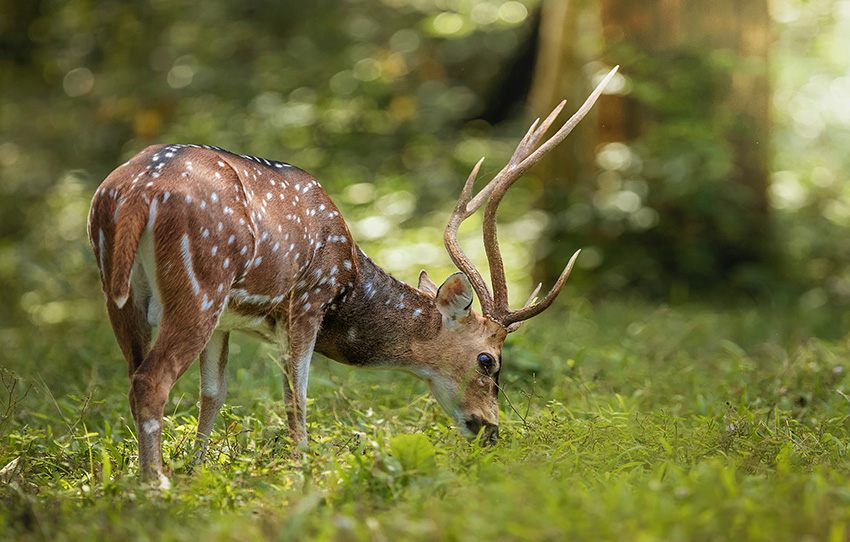 Guided nature walk in Periyar forest